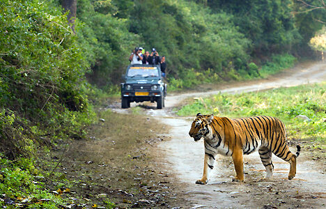 Birding-and-Tigers-Wildlife-Vacation-package