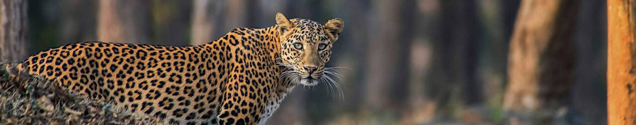 flora-and-fauna-in-bera-jawai-national-park