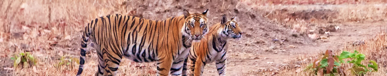 Bandhavgarh