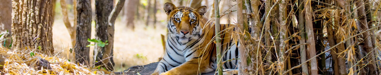Bandipur National Park: Unique Conservation History & Interesting Facts for Nature Lovers