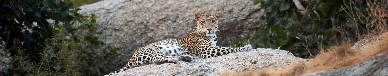 Captivating Facts about Bera Jawai Wildlife Sanctuary