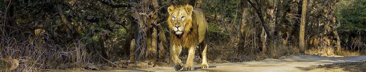 Gir National Park