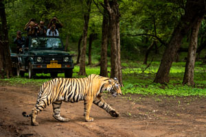 Jeep Safari at Ranthambore National Park