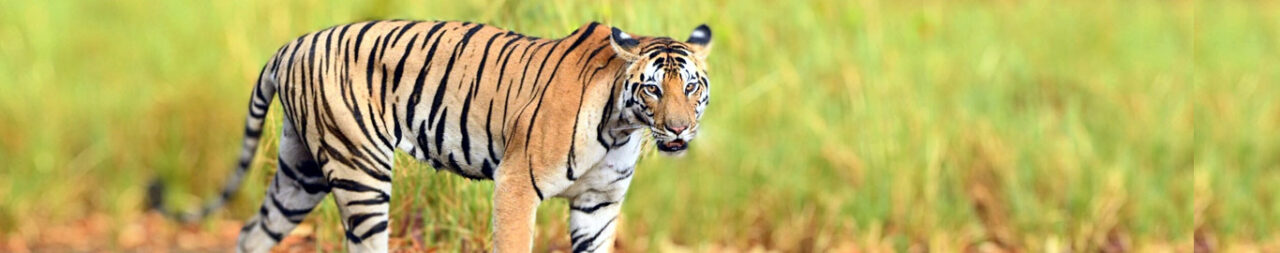Incredible Insights into Wilderness with Facts About Kanha National Park