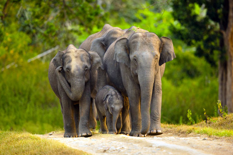 Karnataka Wildlife Safari Vacation Package