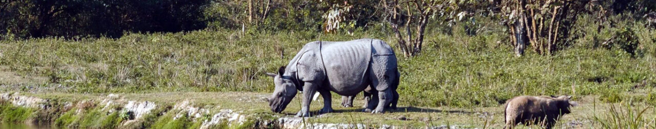 Kaziranga