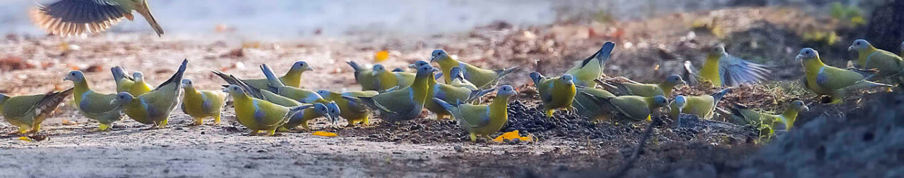 Keoladeo National Park