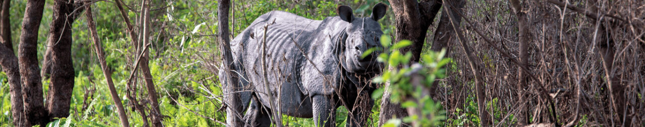 Manas National Park