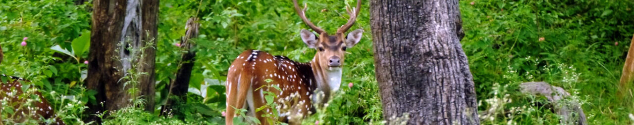 Mudumalai National Park