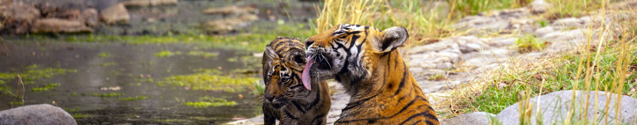 Panna National Park