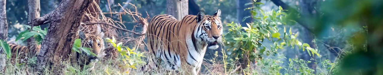 Top Stay Options near Pench National Park for Wildlife Enthusiasts