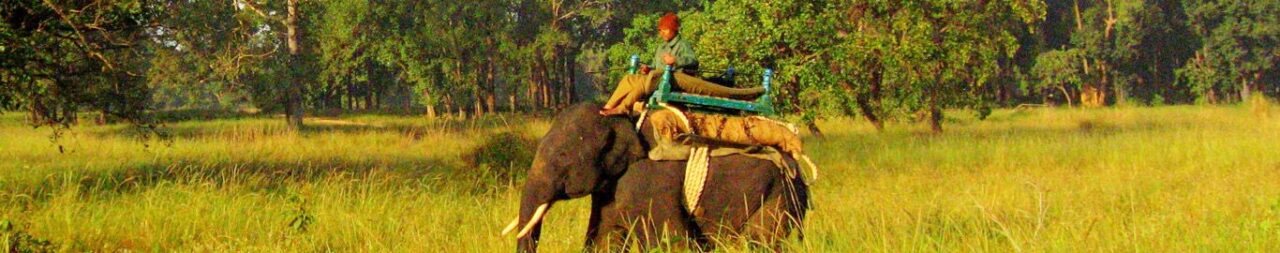 Unveiling the Rich Tapestry of Flora and Fauna in Kanha National Park