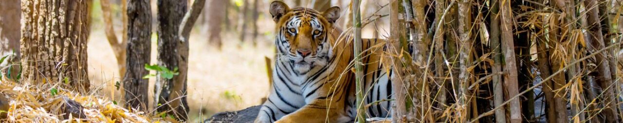 Popular-Flora-and-Fauna-to-Explore-In-Bandhavgarh-National-Park