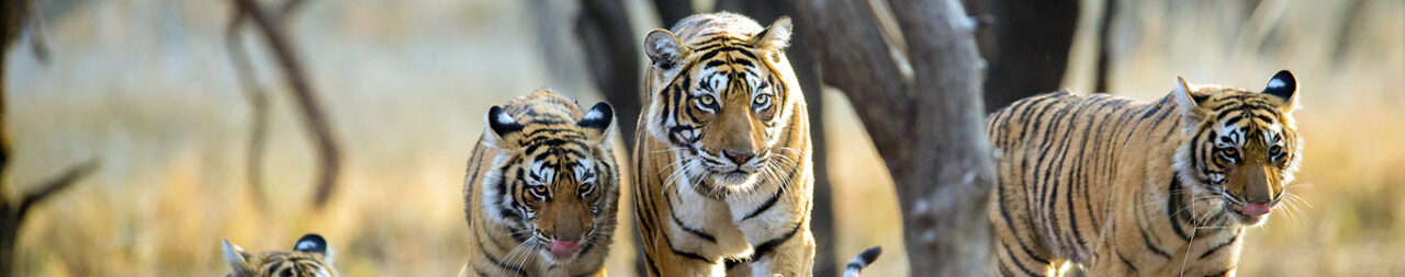 Interesting Facts About the Ranthambore National Park