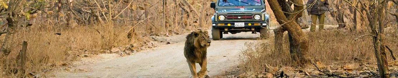 Explore the Wilderness of Gir National Park with Safari Rides