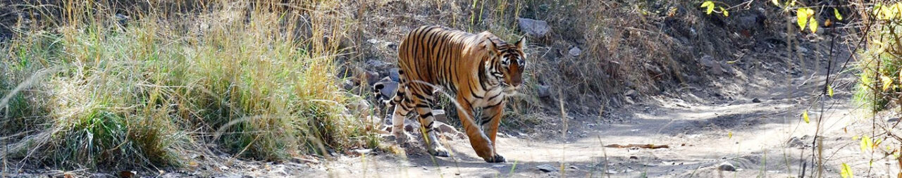 Explore the Best Stay Options in & near the Satpura National Park