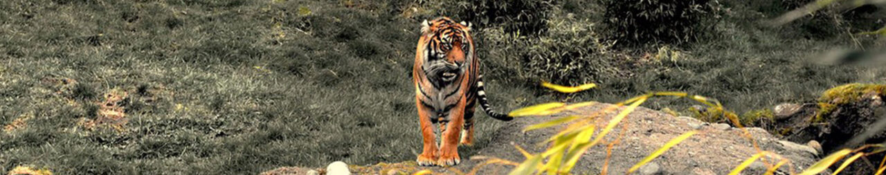 Satpura
