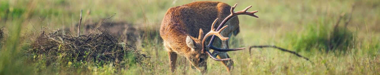 Satpura-National-Park
