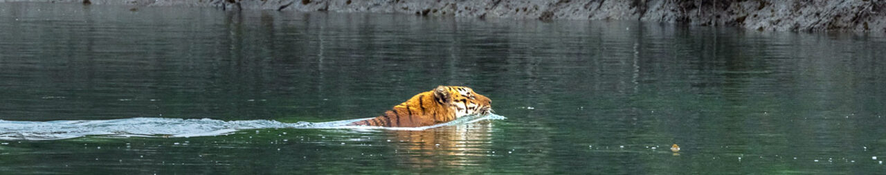 Sundarbans