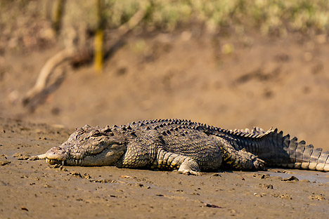 Sundarbans Wildlife Tour Package