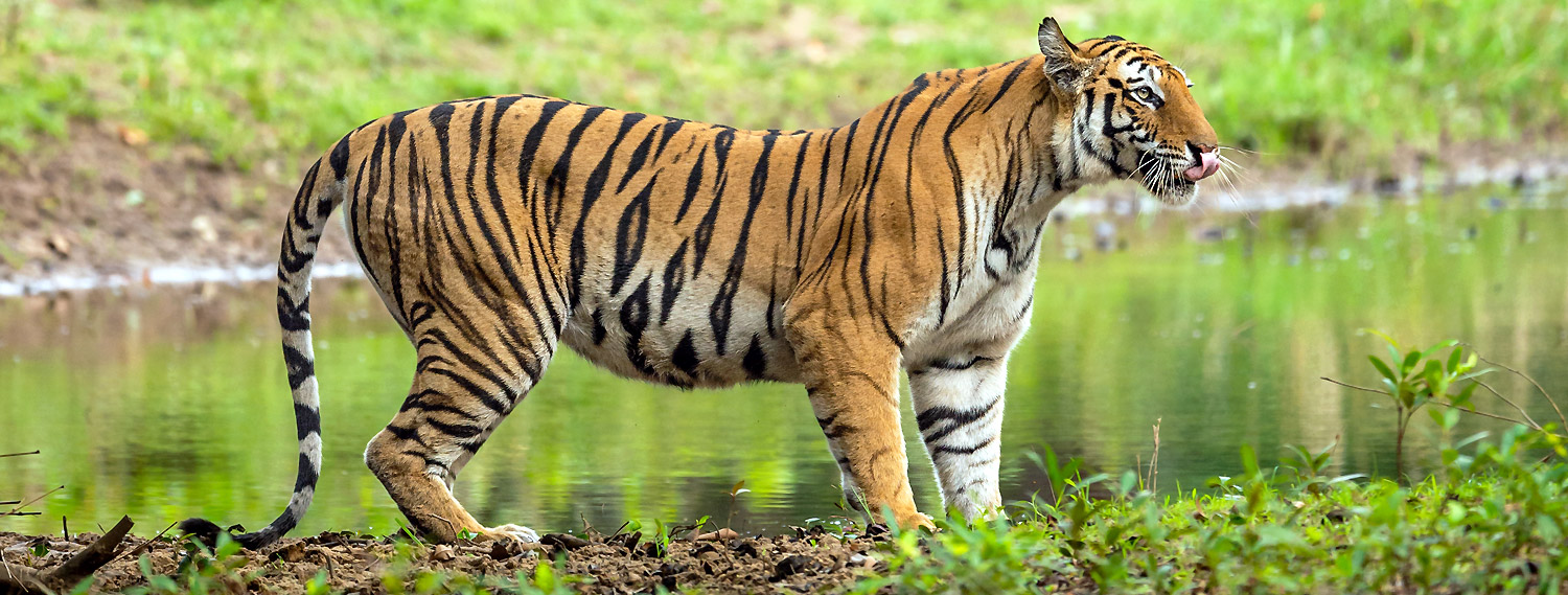 India Tours & Travel | Trip & Vacation Packages