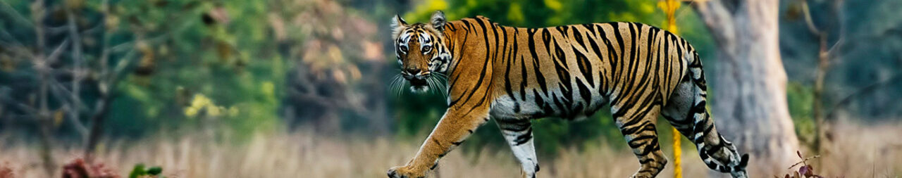 Tadoba National Park: Facts, Wildlife, and Tiger Haven