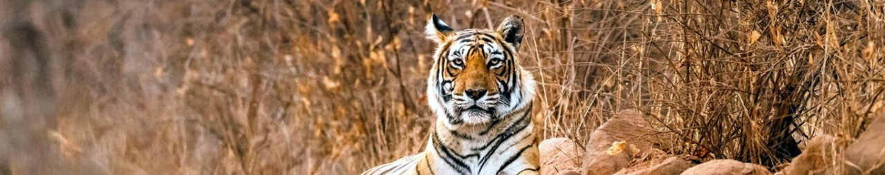 Best Stay Options near Tadoba National Park for a Wild Experience
