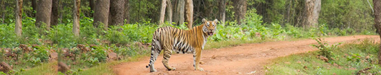 Tadoba