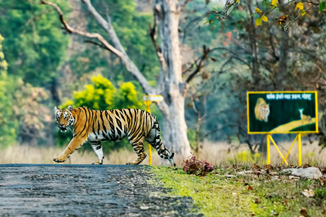 Tadoba Wildlife Vacation Package