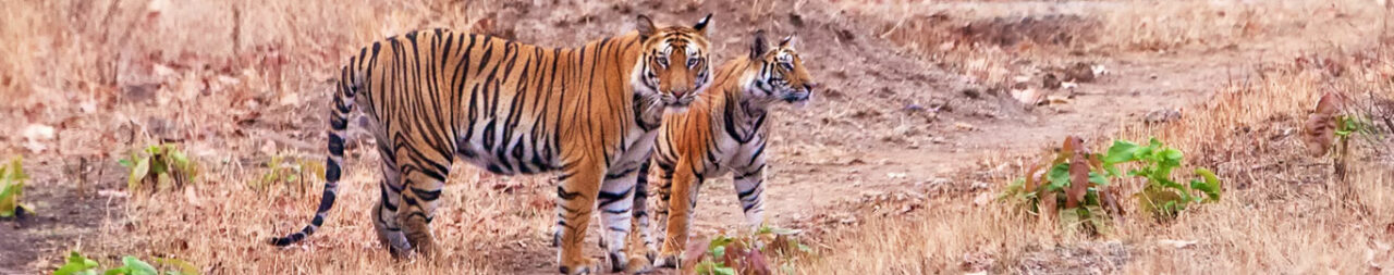 bandhavgarh-national-park-blog1