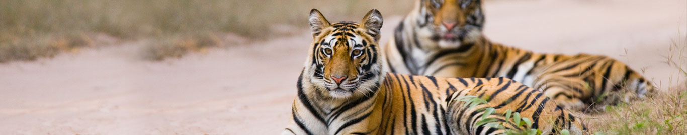 bandhavgarh-national-park-blog22