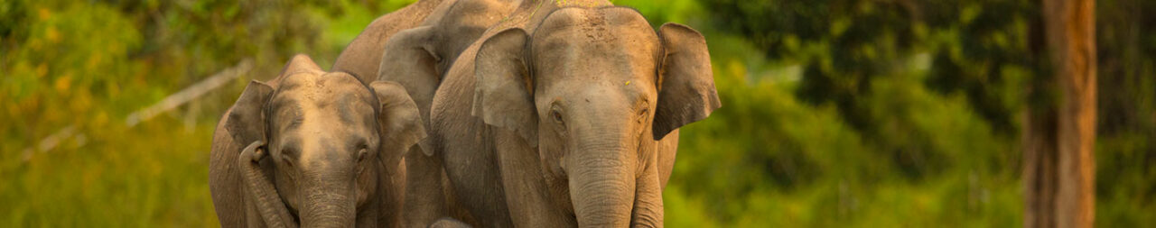 bandipur-national-parkblog