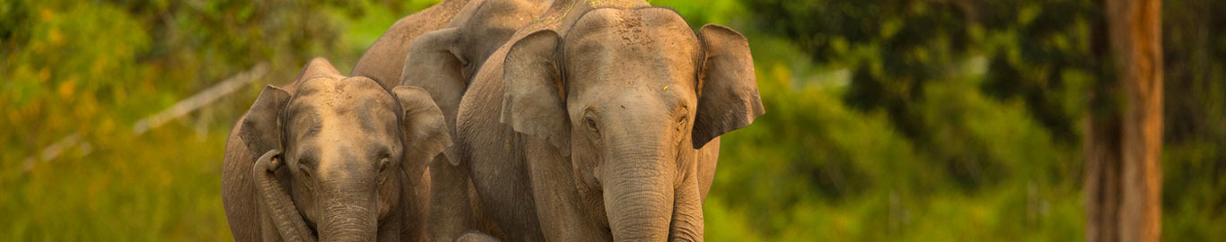 bandipur-national-parkblog