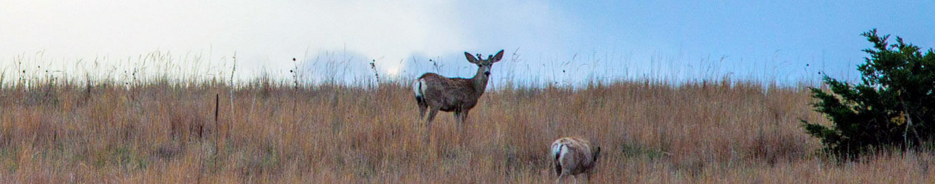 deer