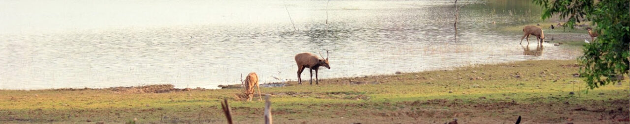 Tadoba National Park: Facts, Wildlife, and Tiger Haven