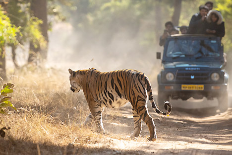 Central India Wildlife Vacation Package
