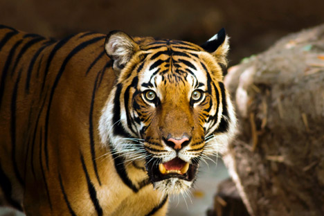 Tadoba Wildlife Vacation Package with Pench