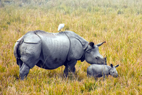 Arunachal Pradesh Vacation Package with Kaziranga & Nameri