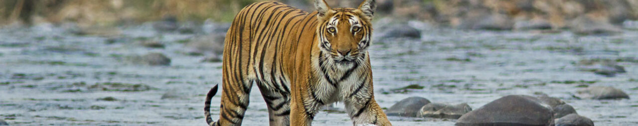 jim-corbett-national-parkblog22