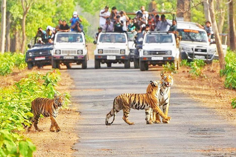 Wildlife Vacation Package with Kanha & Bandhavgarh