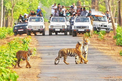 kanha-national-park