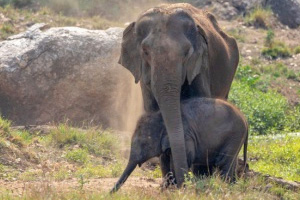 Baby Elephant with Mom