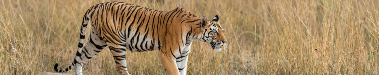 kanha-national-park-blog2