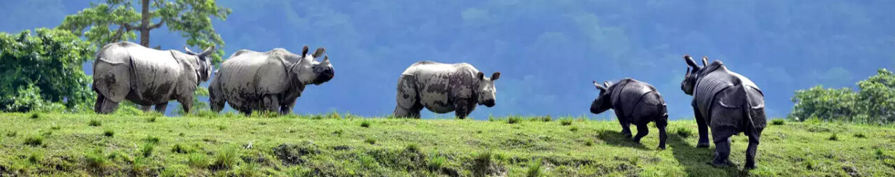 Flora and Fauna in Kaziranga National Park