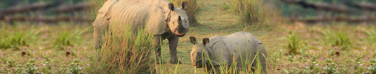 kaziranga-national-park-blog