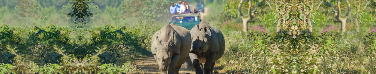 kaziranga-national-park-blog1