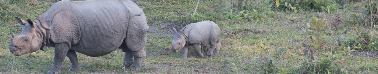 manas-national-park-blog