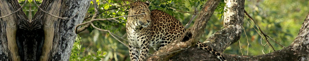 nagarhole-national-park-blog