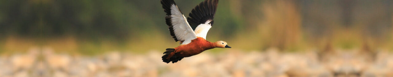 nameri-national-park-blog
