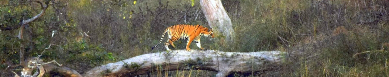 Panna National Park: Unique Conservation History & Interesting Facts